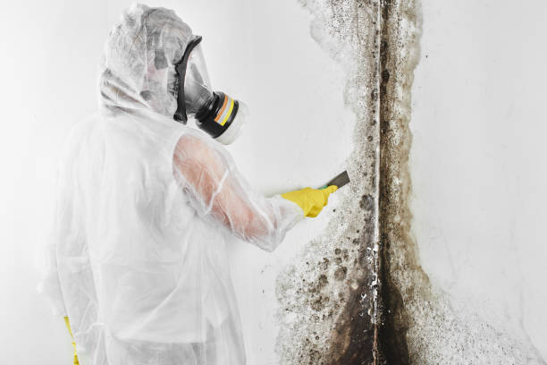 Best Mold Testing  in Forreston, IL