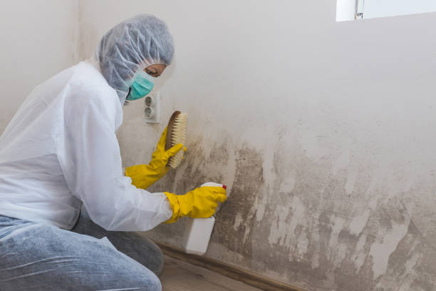Best Crawl Space Mold Removal  in Forreston, IL