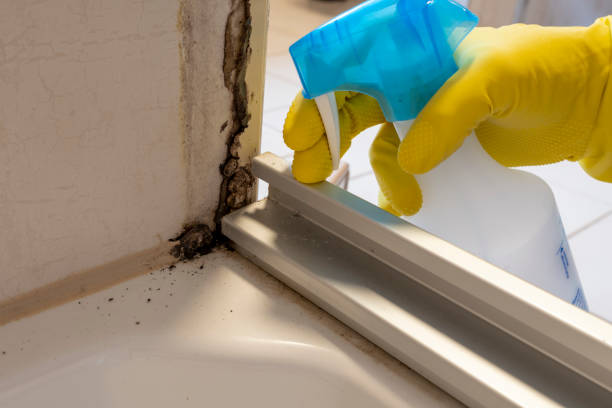 Best Attic Mold Removal  in Forreston, IL