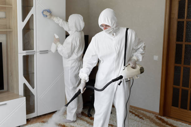 Best Professional Mold Removal  in Forreston, IL