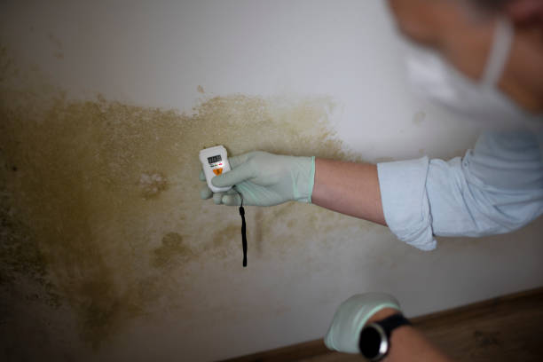 Best Professional Mold Removal  in Forreston, IL