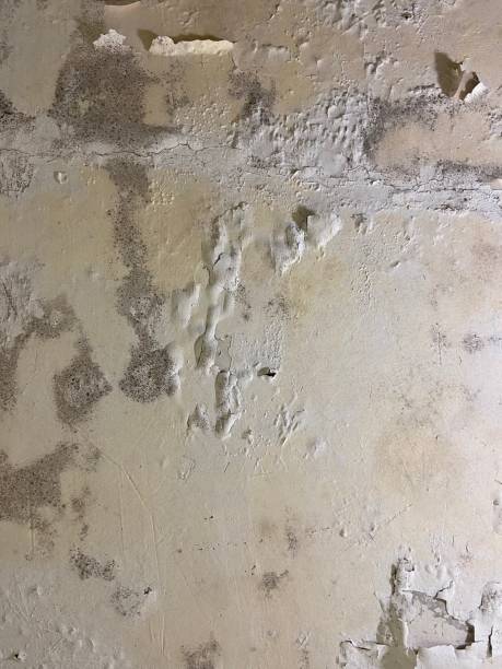 Best Crawl Space Mold Removal  in Forreston, IL