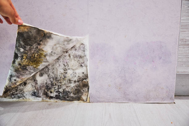 Best Mold Remediation  in Forreston, IL